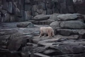 Белый медведь отжигает