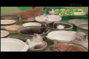 Котята в японском шоу