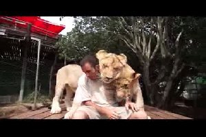 Дружелюбные львы
