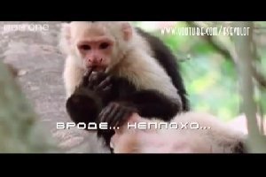 Классное видео из жизни животных