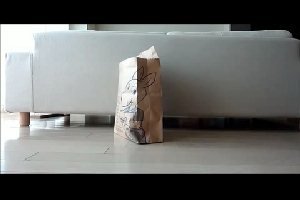 Смешной кот прыгает в пакете