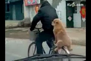 Собака катается на велосипеде