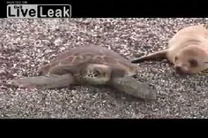 Оседлал черепаху