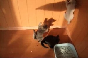 Котята играют с тенью