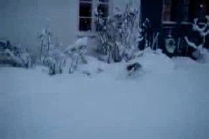 Кот кенгуру по снегу