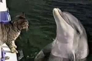 Дружба кота и дельфина