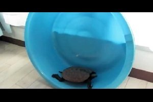 Черепаха как хомяк