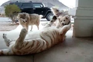 Тигрица и пару собак