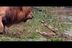 Лев против крокодила