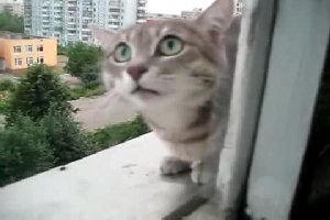 Жесткий кот атакует на балконе