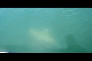 Акула на акулу