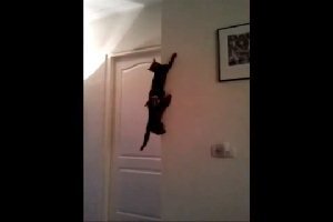 Два котенка лазят по стенам