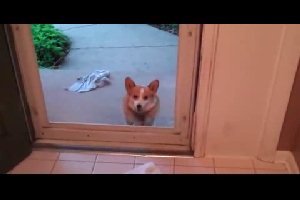 Собака не может зайти в дверь
