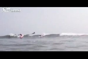 Акула перепрыгнула через серфингиста