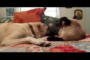 Разборки между котом и собакой