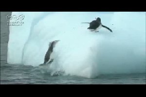 Пингвины и айсберг