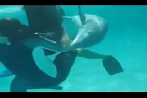Дельфин толкается