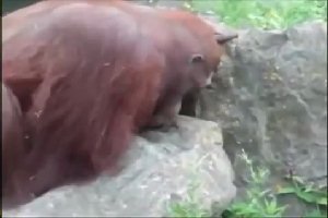 Орангутанг спас птичку