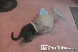 Рыба съела кота