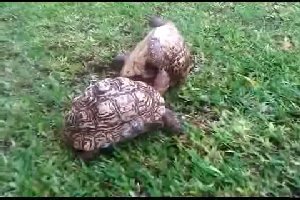 Как черепаха спасает своего друга