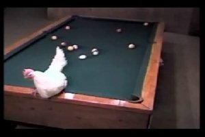 Курица тоже хочет играть в бильярд