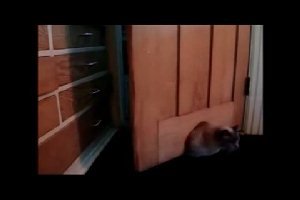 Толстый кот и дверь с дыркой