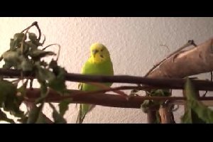 Говорящий попугай