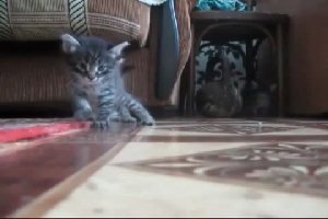 Лобовое столкновение у двох котенков