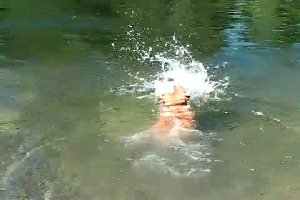 Смешной бульдог пытается плавать