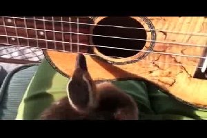 Утка играет на гитаре