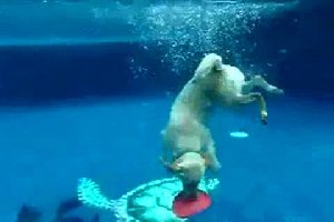 Собачка которая очень любит нырять в бассейн