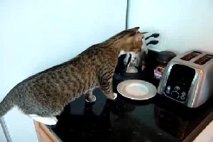 Кот против тостера