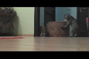 Сильный кот помогает котенку