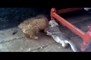 Грекоримская борьба котенка и щенка