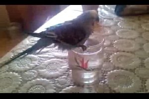 Купание попугая в стаканчике