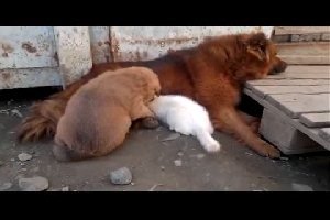 Котенка приютили собачья семья