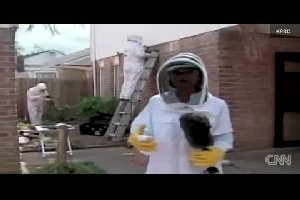 Пчелы захватили мир