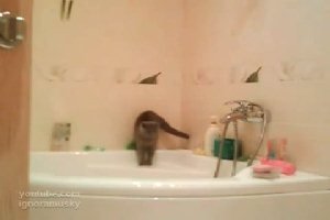 Случай в ванной с котом