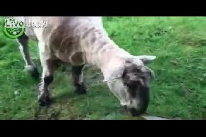 Разозлившаяся овца напала на девочку
