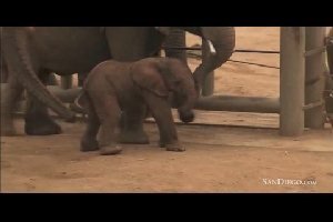 Малыш слоненок родился в одном зоопарке