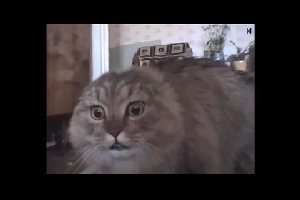 Микс из недавнего ролика с говорящим котом