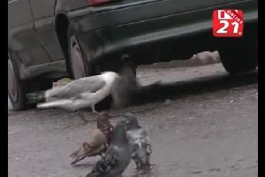 Чайка против голубя