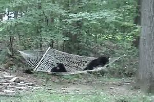 Два медведя играют с гамаком