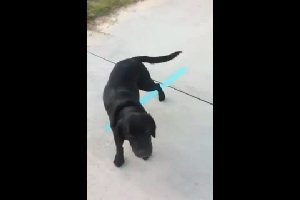 Добрый пес помогает глухому псу