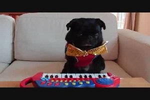 Мопс который умеет играть на пианино