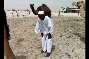 Никогда не ходите под верблюдом