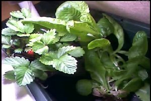Ускоренное видео роста растений на балконе