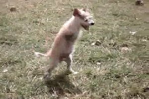 Собака может ходить на двух задних ногах
