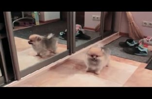 Маленький щенок с разбега врезался в зеркало
