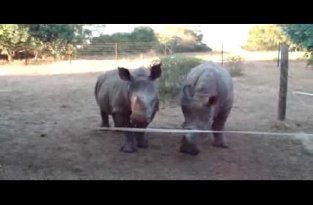 Забавный звук издают носороги